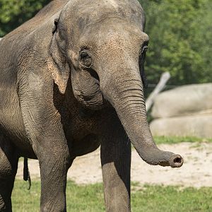 Asian elephant (Elephas maximus)