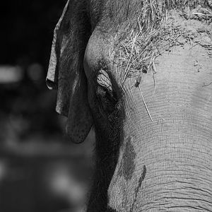 Ankhor, Asian elephant (Elephas maximus)