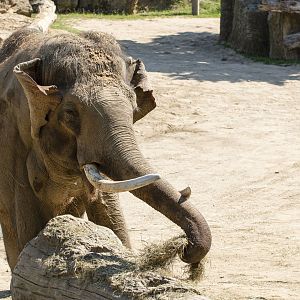 Ankhor, Asian elephant (Elephas maximus)