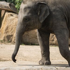 Asian elephant (Elephas maximus)