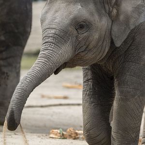 Asian elephant (Elephas maximus)