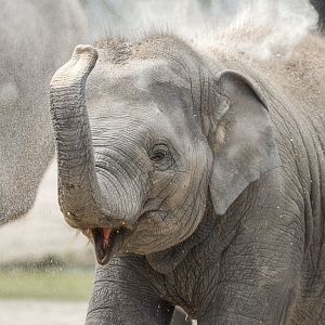 Asian elephant (Elephas maximus)