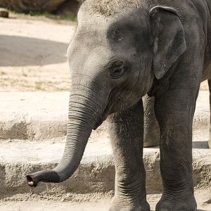 Asian elephant (Elephas maximus)