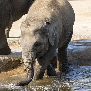 Asian elephant (Elephas maximus)