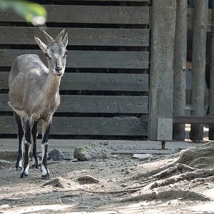 Bharal (Pseudois nayaur)