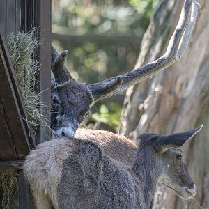 White-lipped deer (Cervus albirostris)