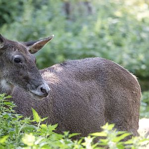 White-lipped deer (Cervus albirostris)