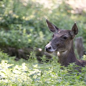 White-lipped deer (Cervus albirostris)
