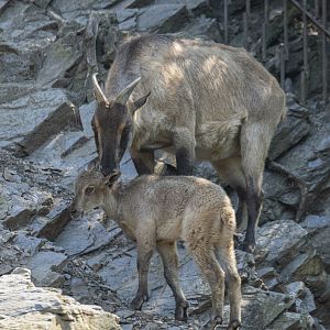 Himalayan tahr (Hemitragus jemlahicus)