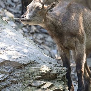 Himalayan tahr (Hemitragus jemlahicus)