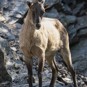 Himalayan tahr (Hemitragus jemlahicus)