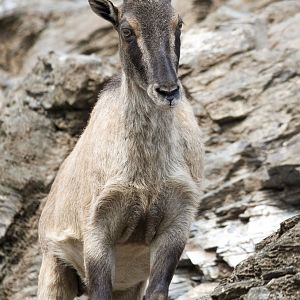 Himalayan tahr (Hemitragus jemlahicus)