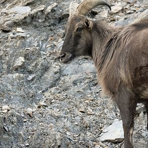 Himalayan tahr (Hemitragus jemlahicus)