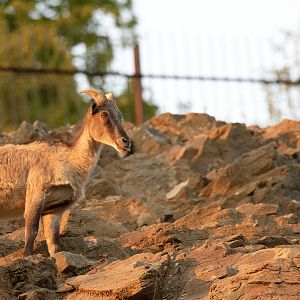 Himalayan tahr (Hemitragus jemlahicus)