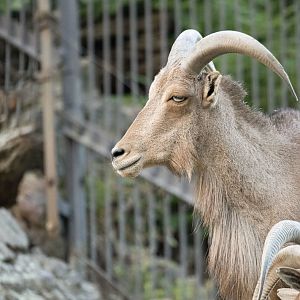 Aoudad (Ammotragus lervia)