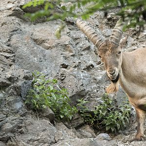 West caucasian tur (Capra caucasica)