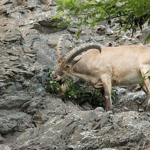 West caucasian tur (Capra caucasica)