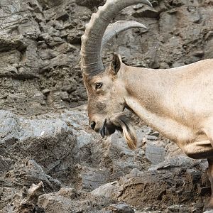 West caucasian tur (Capra caucasica)