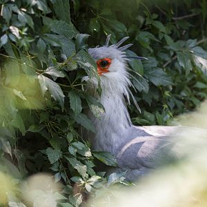 Secretary bird (Sagittarius serpentarius)