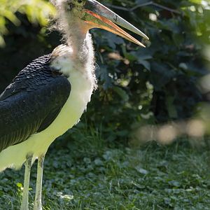 Marabou (Leptoptilos crumenifer)