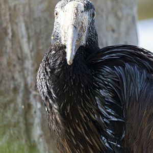 African openbill (Anastomus lamelligerus)