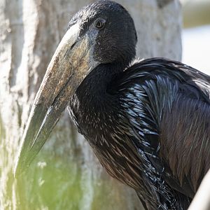 African openbill (Anastomus lamelligerus)