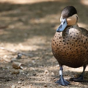 Hottentot teal (Spatula hottentota)