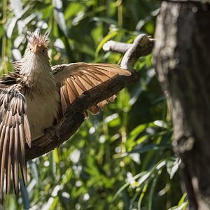 Guira cuckoo (Guira guira)