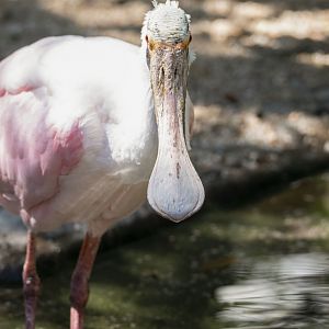 Roseate spoonbill (Platalea ajaja)