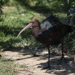 Puna ibis (Plegadis ridgwayi)