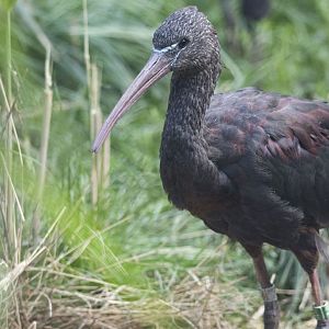 Puna ibis (Plegadis ridgwayi)