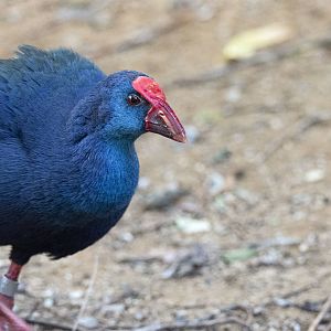 West Mediterranean Purple Swamphen (Porphyrio porphyrio porphyrio)