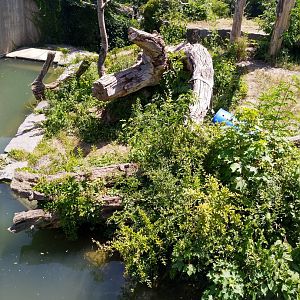 Spectacled bear enclosure