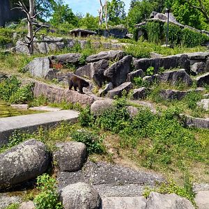 Spectacled bear (Tremarctos ornatus)
