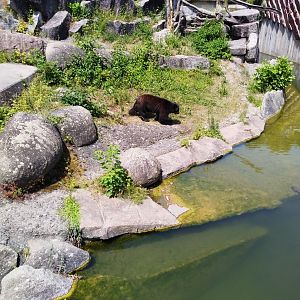 Spectacled bear (Tremarctos ornatus)