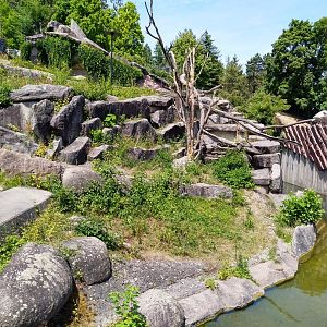 Spectacled bear enclosure