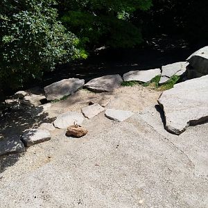 Markhor (Capra falconeri)