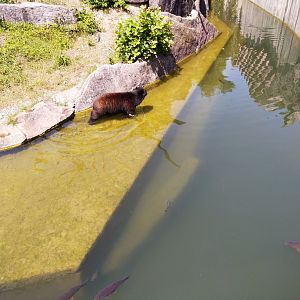 Spectacled bear (Tremarctos ornatus)