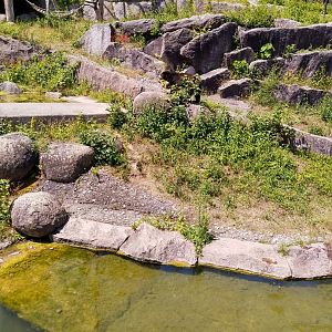 Spectacled bear (Tremarctos ornatus)