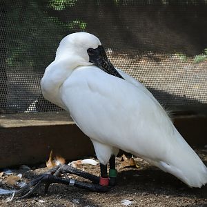 Black-faced spoonbill