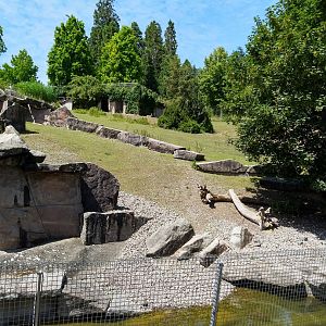 Alpine ibex enclosure