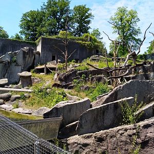 Spectacled bear (Tremarctos ornatus)