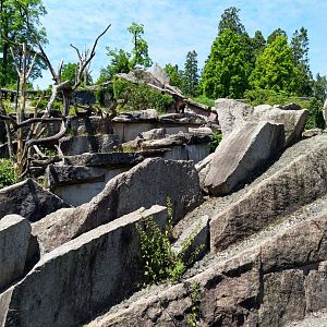 Spectacled bear (Tremarctos ornatus)
