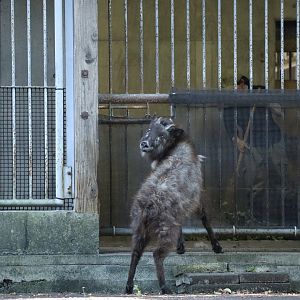 Japanese Serow (Shikoku population)