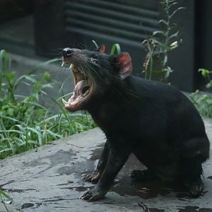 Tasmanian Devil