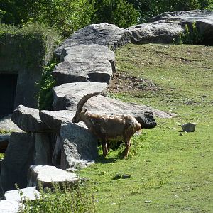 Alpine ibex (Capra ibex)