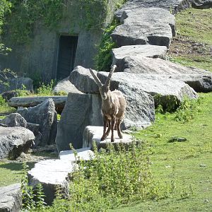 Alpine ibex (Capra ibex)