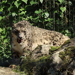 Snow Leopard