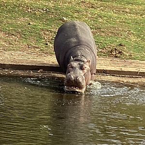 Hippopotamus