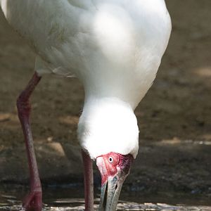African spoonbill (Platalea alba)
